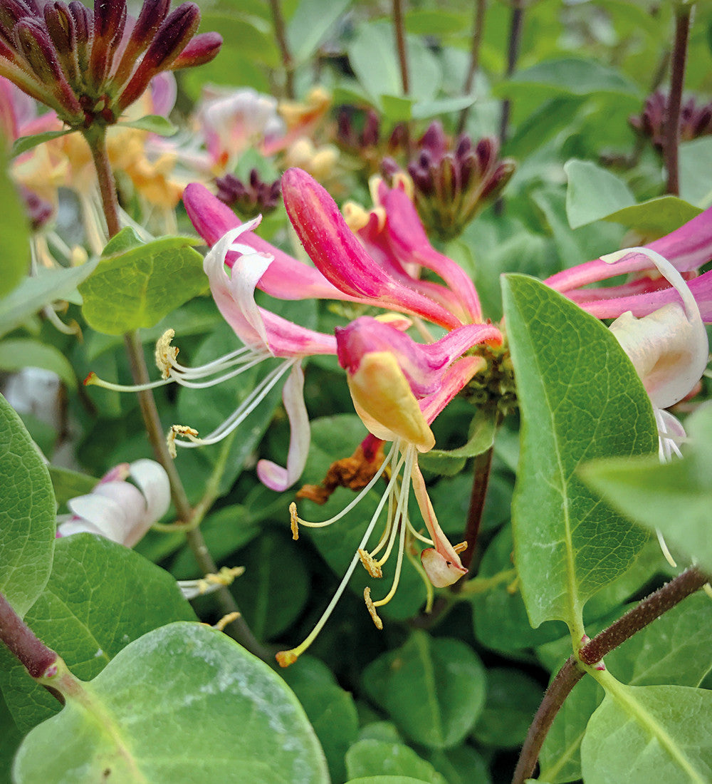 Lonicera periclymenum 'Strawberries and Cream'