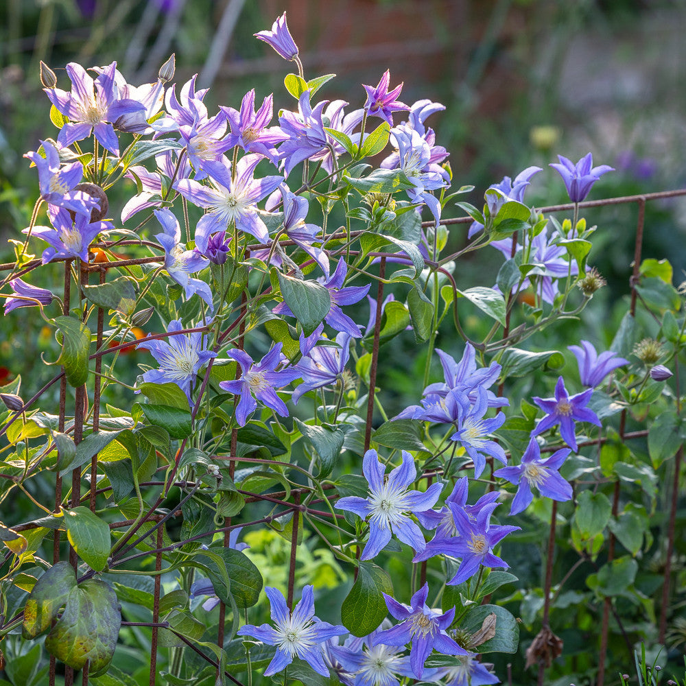Clematis 'Blue River'