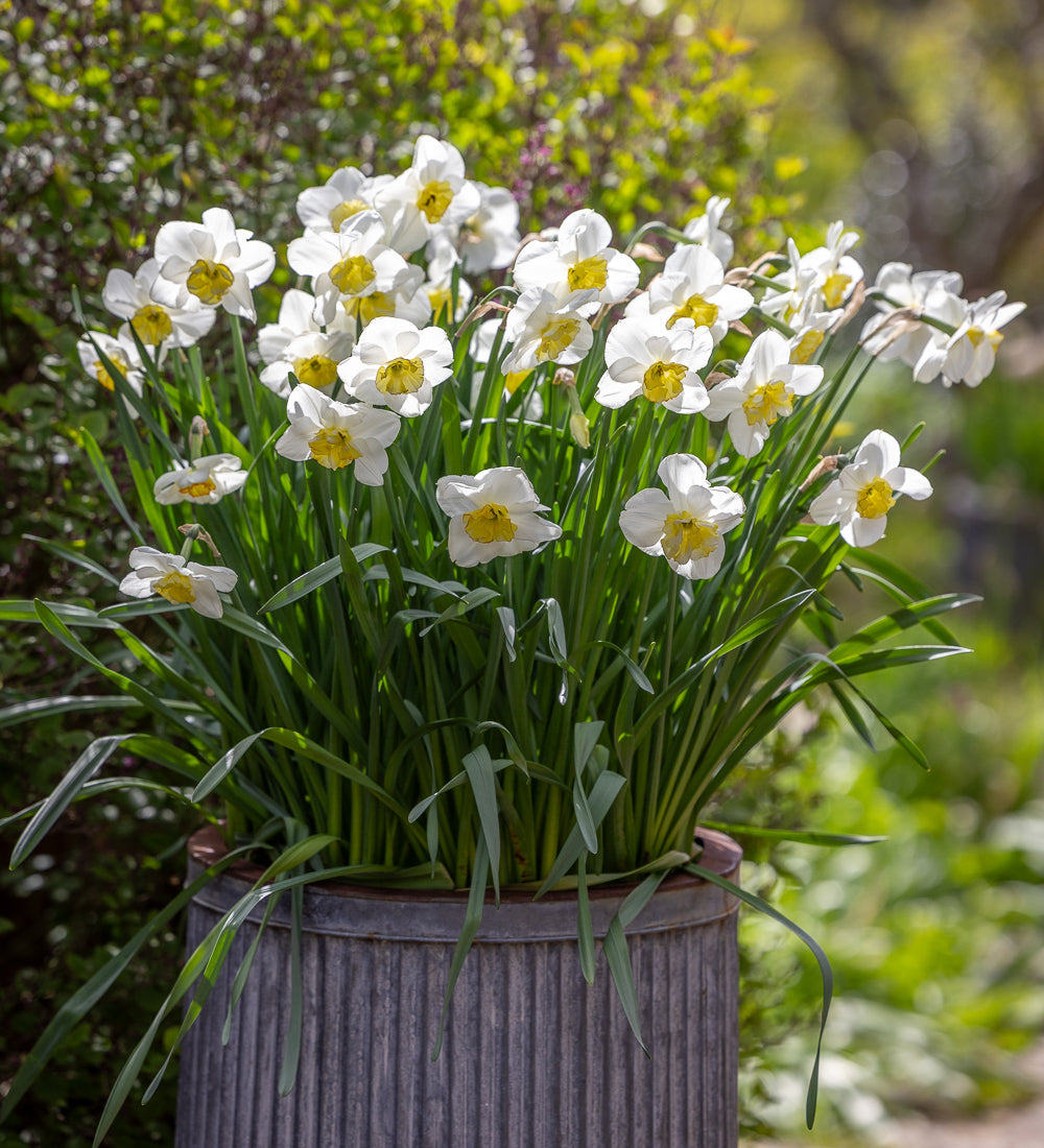 Narcissus 'Papillon Blanc'