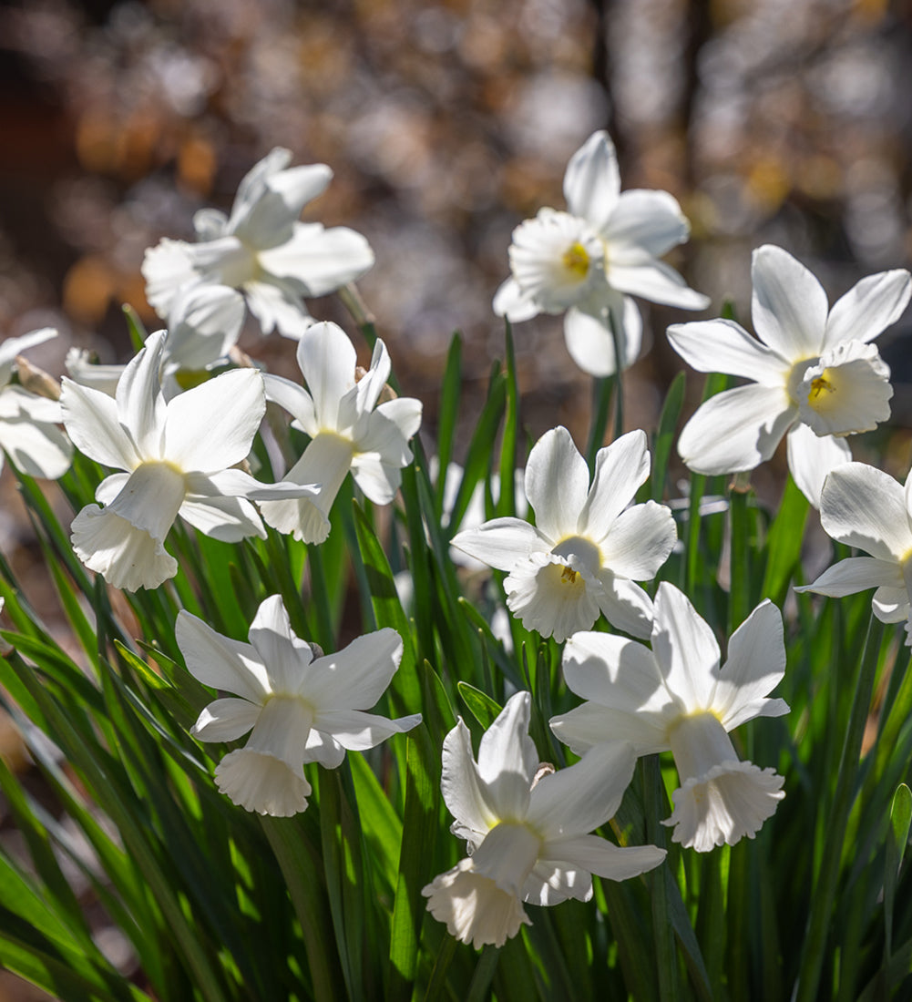 Narcissus 'Lady Madonna'