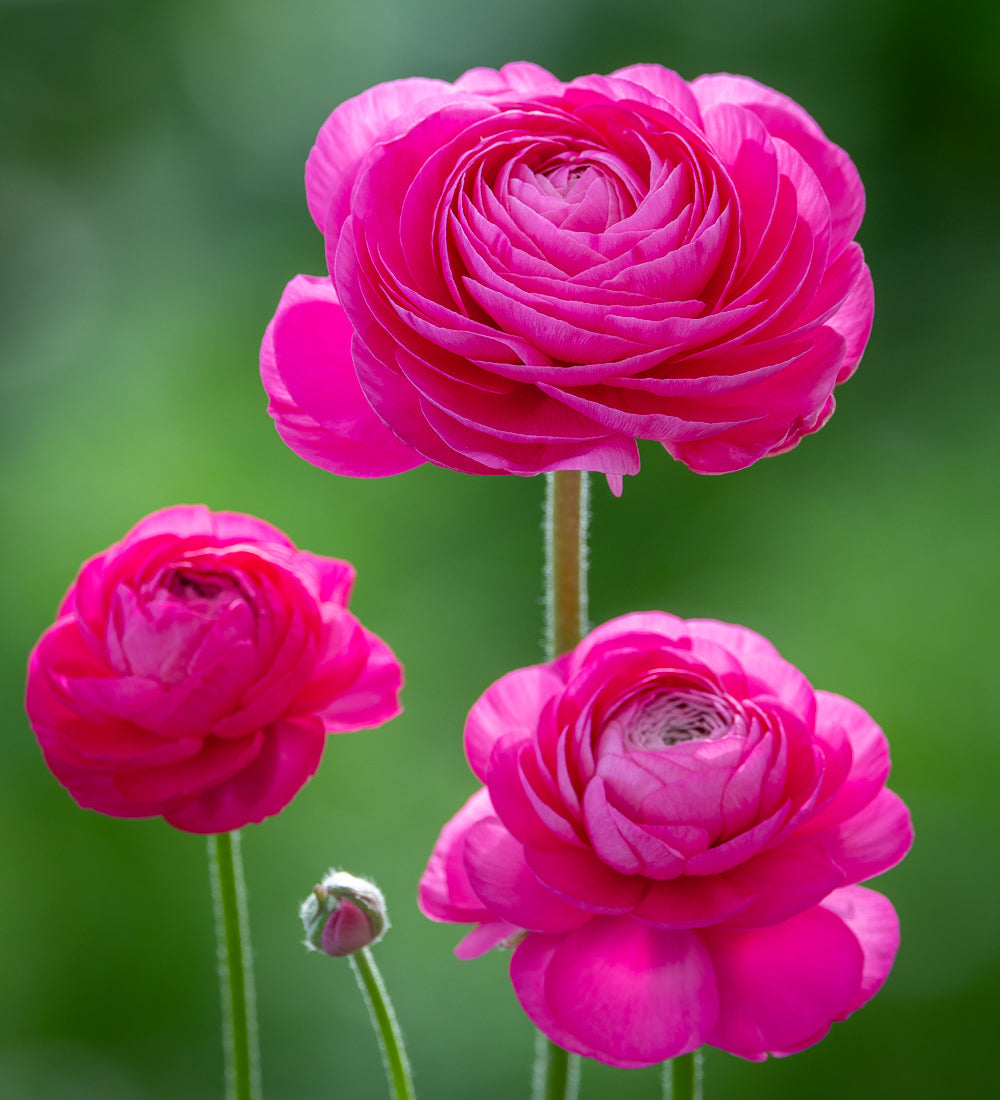 Ranunculus 'Amadine Bonbon'