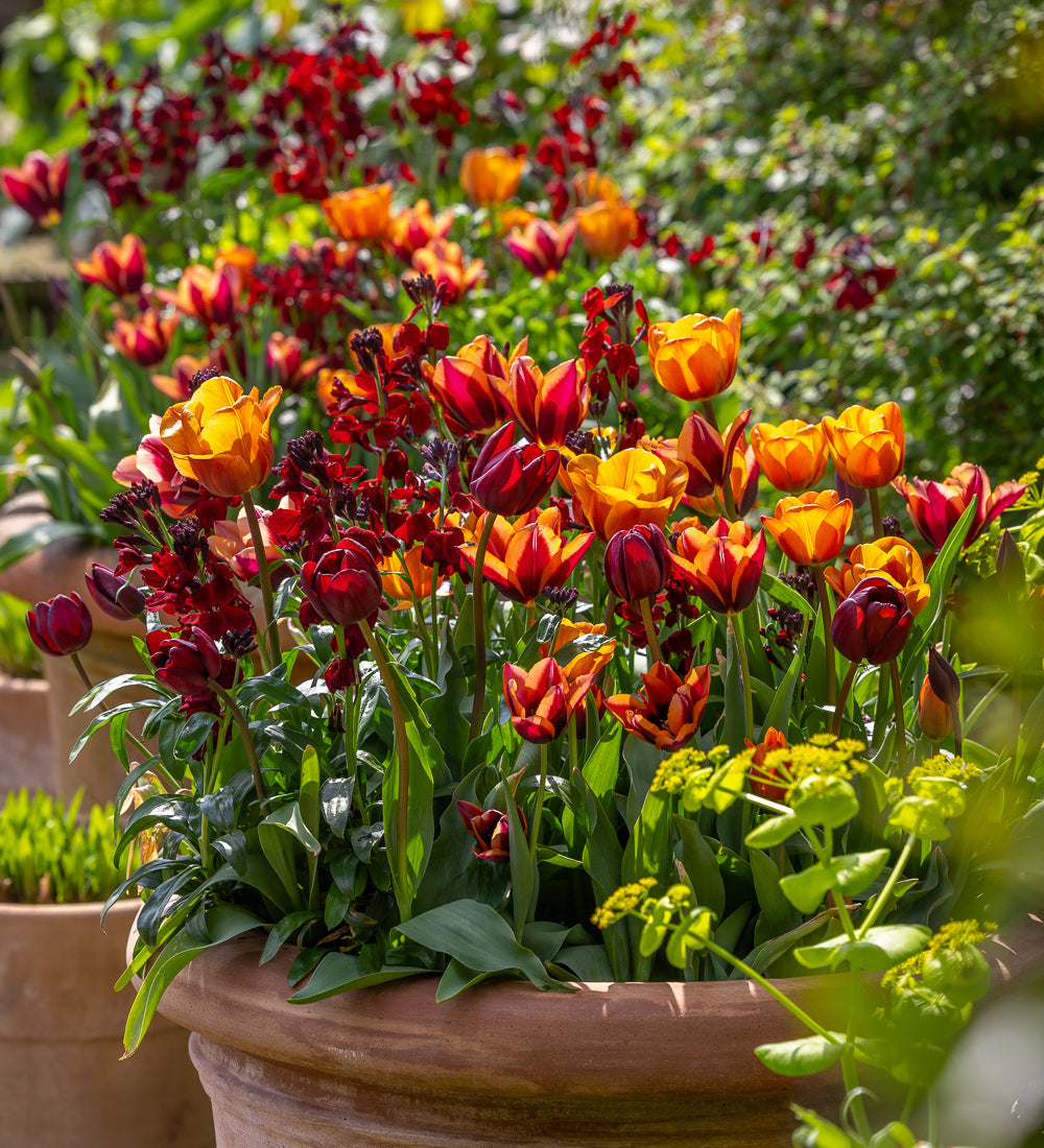 Tudor Brick Tulip Collection
