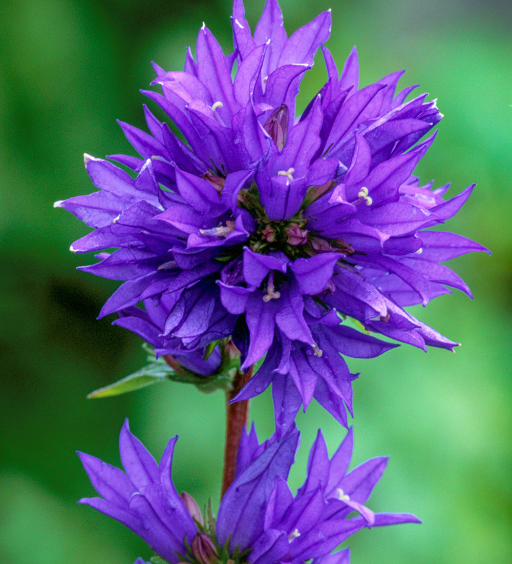 Campanula glomerata 'Superba'