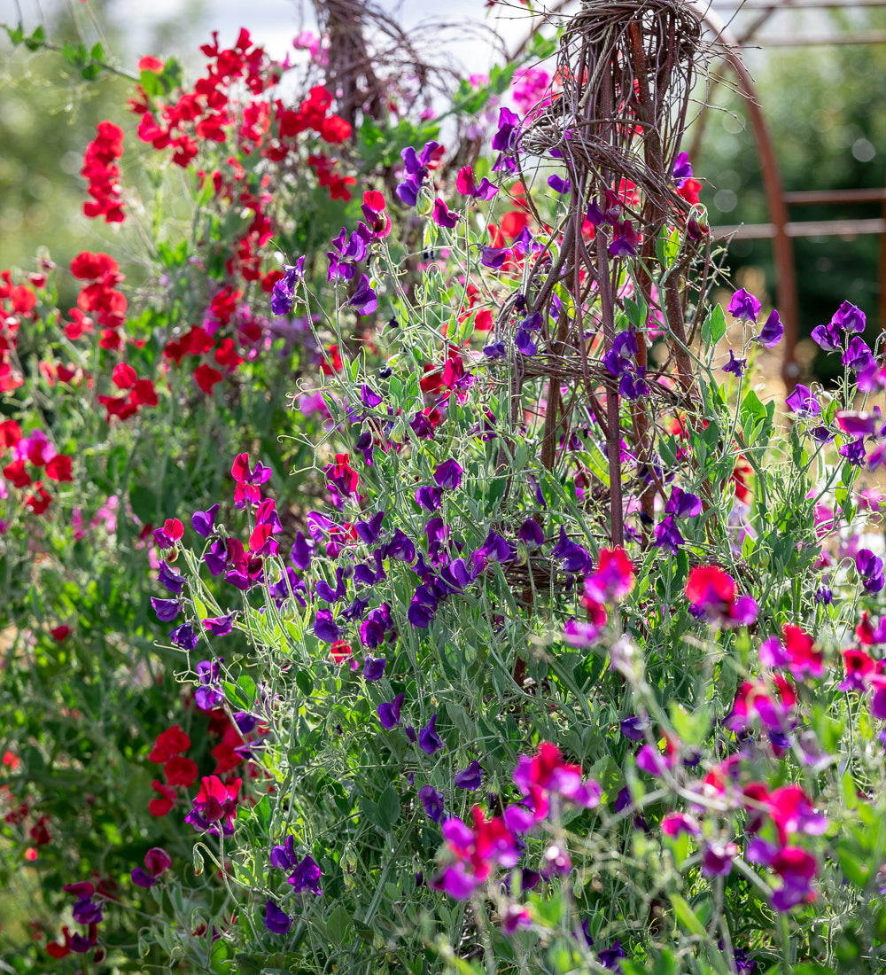 Grow Your Own Cut Flowers with Sarah Raven at Perch Hill Farm, East Sussex