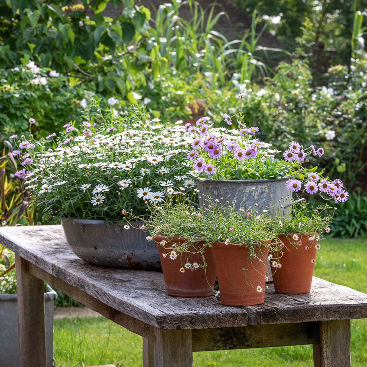 Spectacular Pots and Containers with Sarah Raven at Rutland Nursery, Oakham