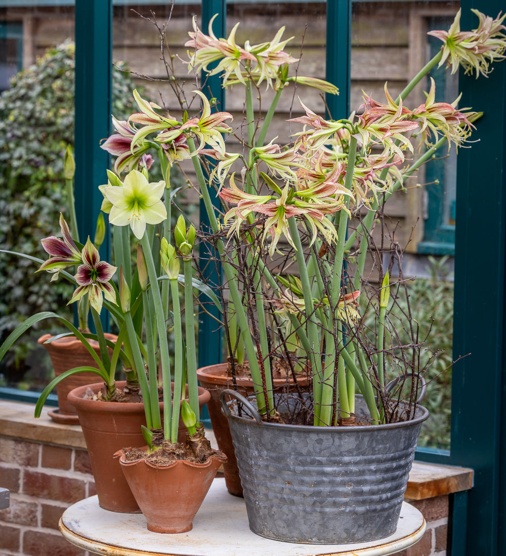 Amaryllis 'Mystica'