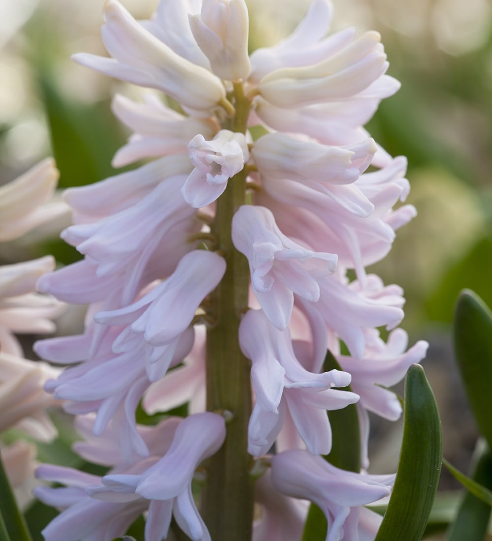Hyacinthus orientalis 'China Pink' (Forcing)
