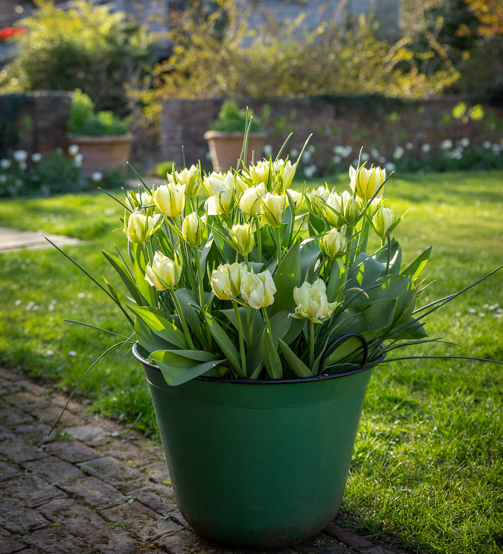 Brilliant Bulb Succession for Pots Collection