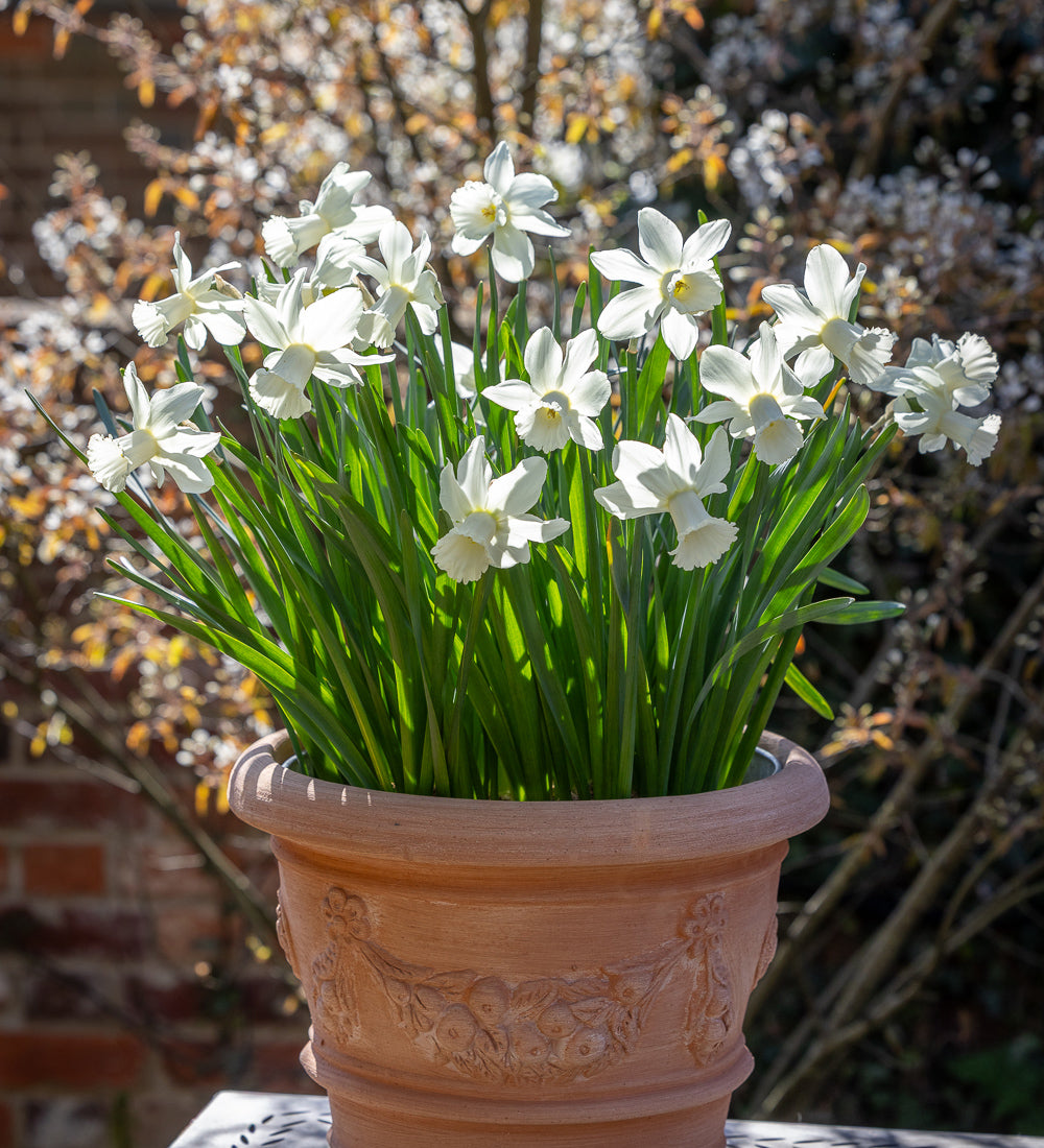 Narcissus 'White Medal'