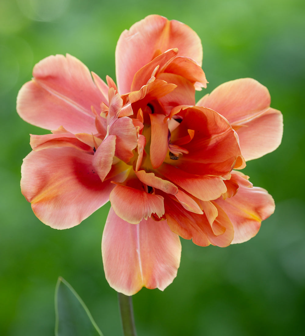 Tulip 'Apricot Symbiose'