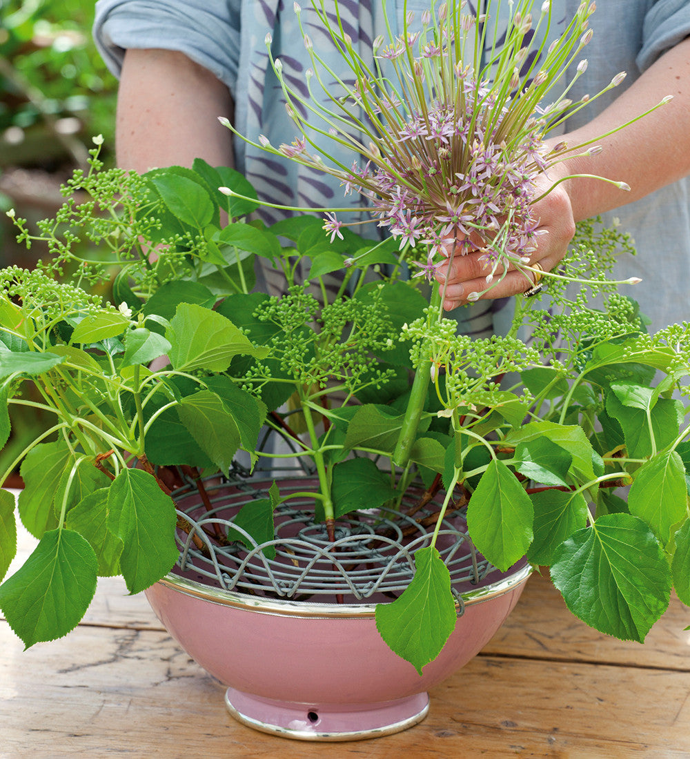 Allium schubertii