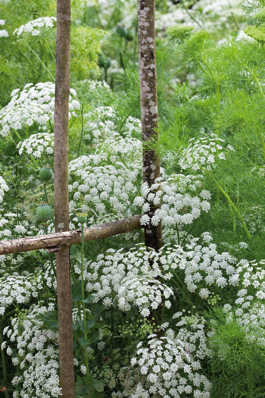 Ammi majus