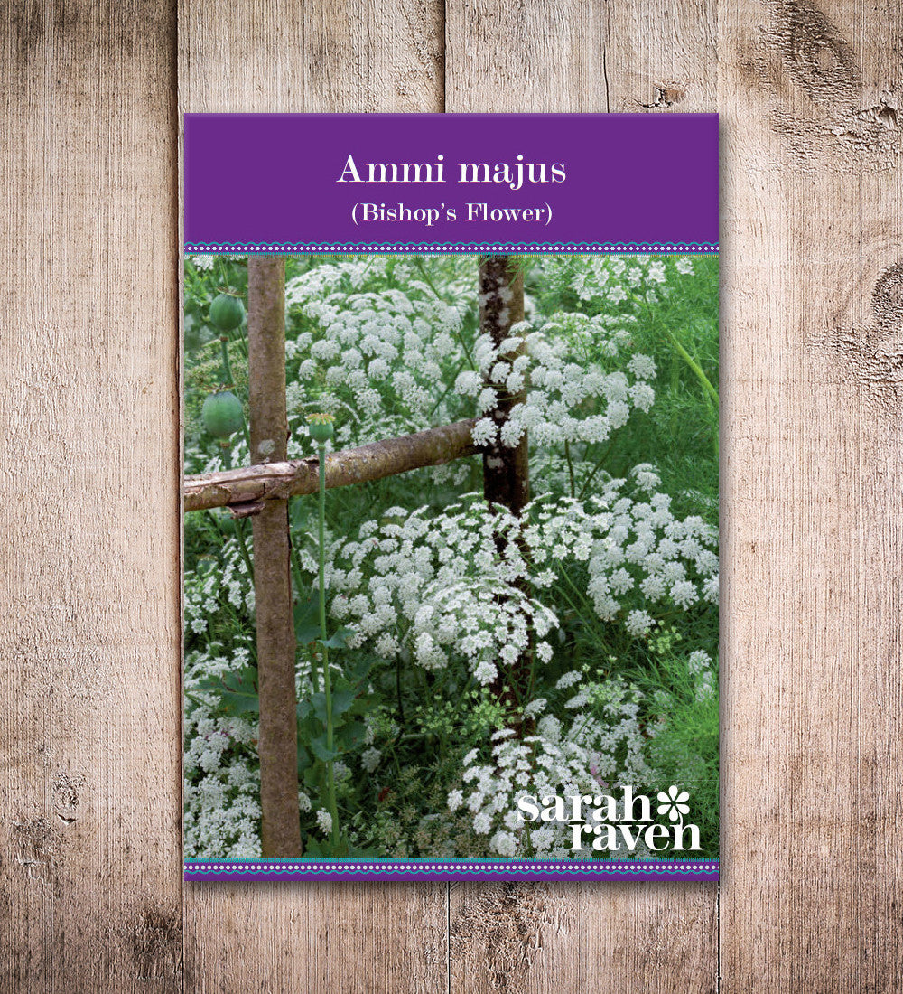 Ammi majus