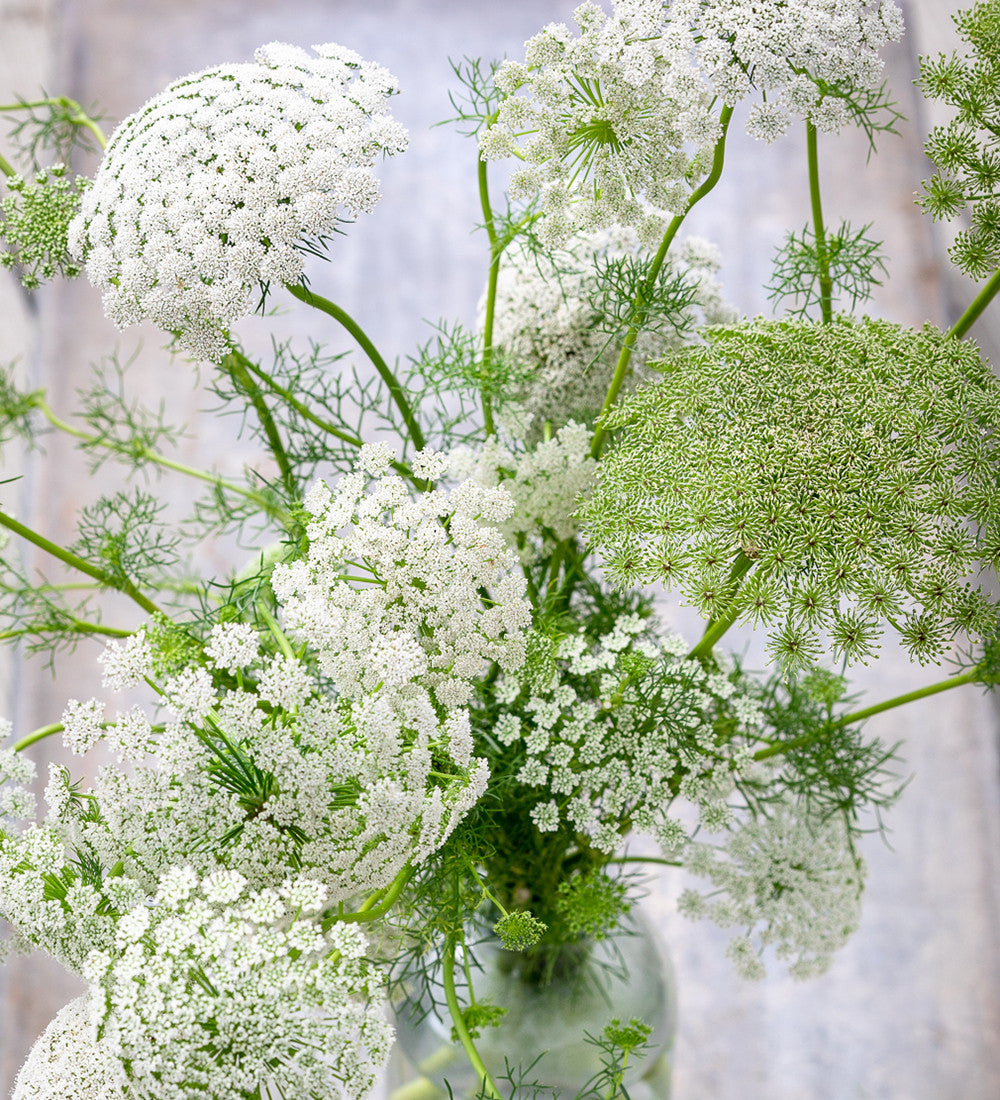Ammi visnaga