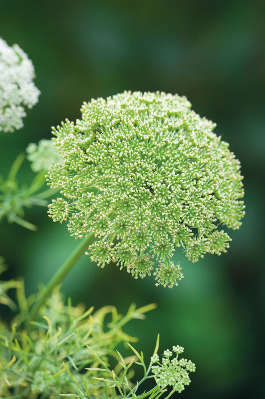 Ammi visnaga