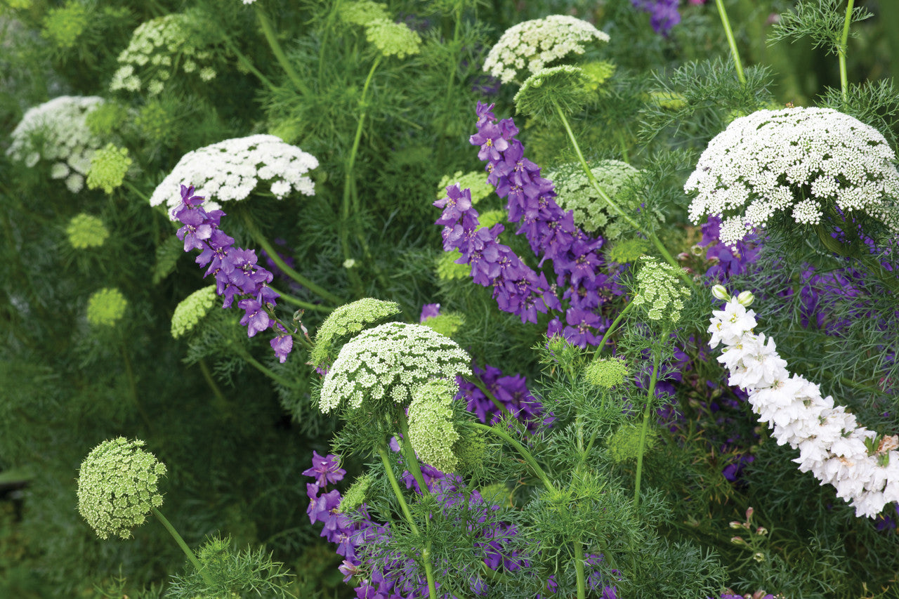 Ammi visnaga