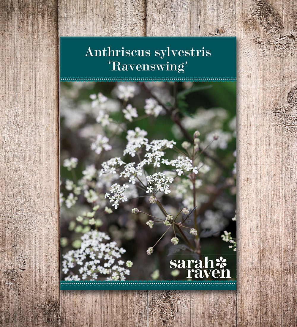 Anthriscus sylvestris 'Ravenswing'