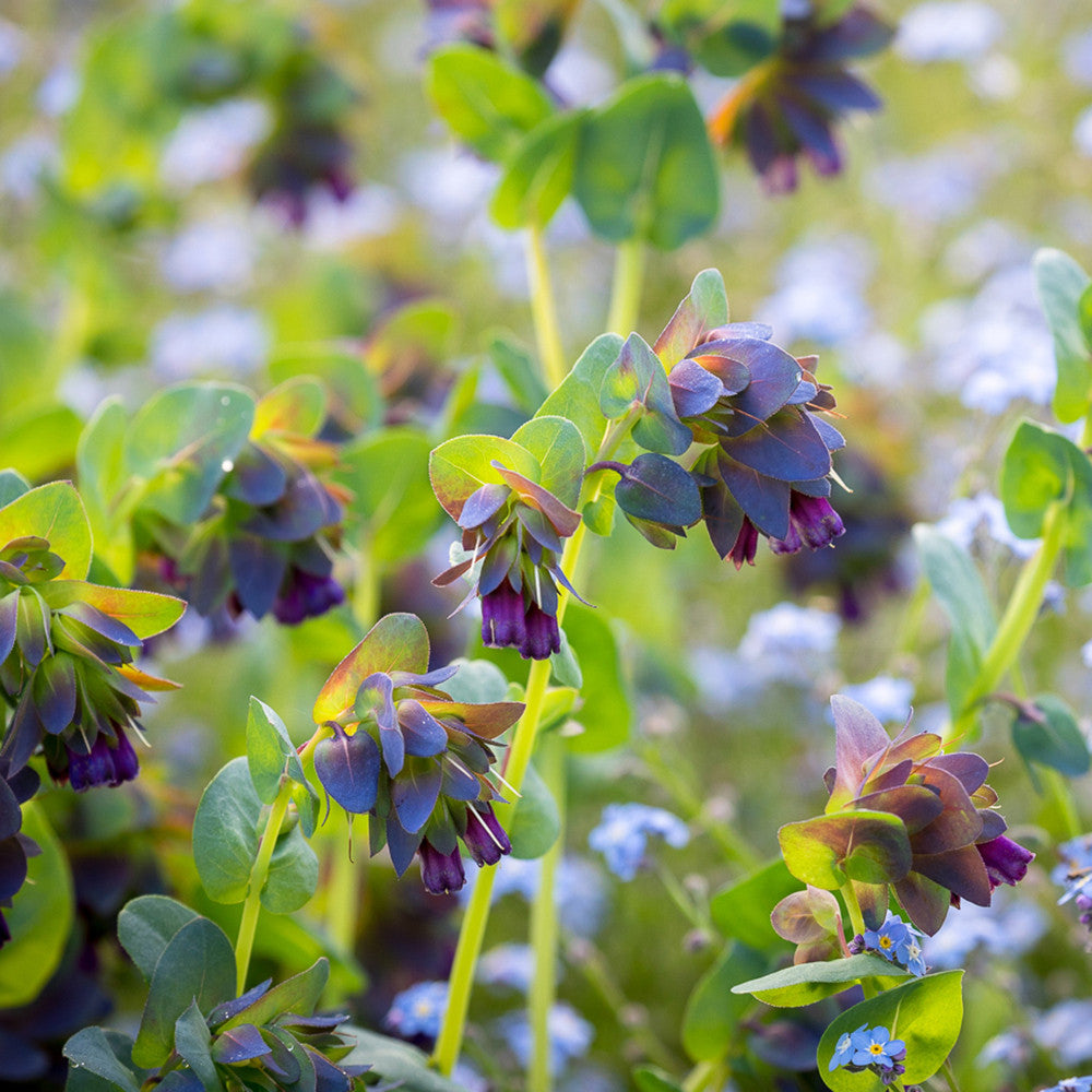 Cerinthe major 'Purpurascens'