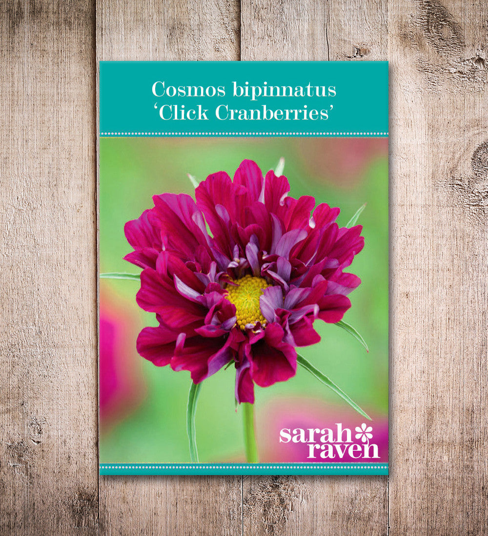 Cosmos bipinnatus 'Double Click Cranberries'