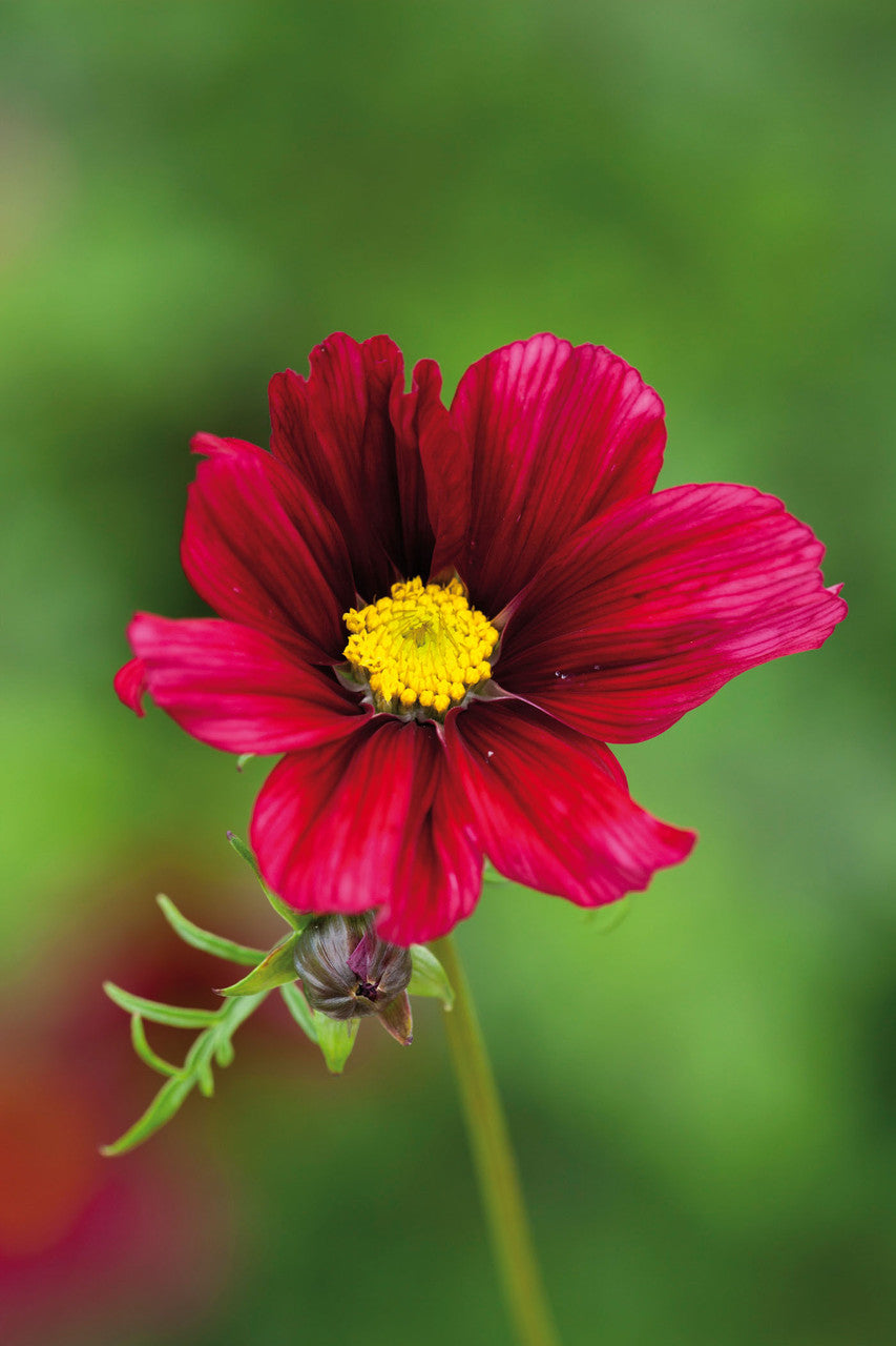 Cosmos bipinnatus 'Rubenza'