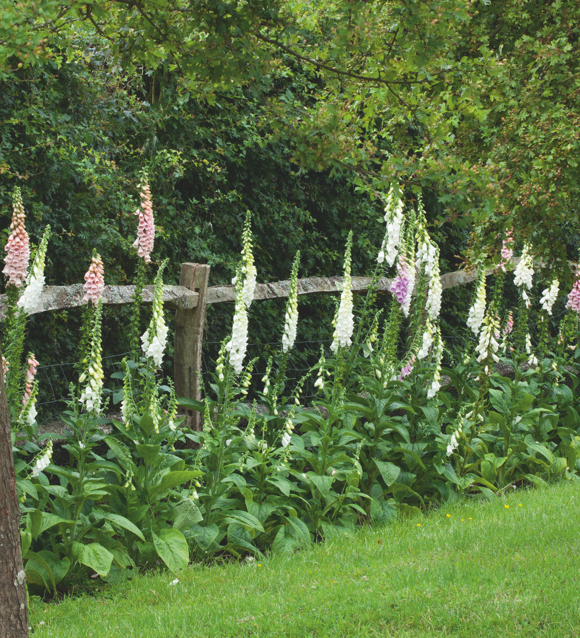 Digitalis purpurea f. albiflora