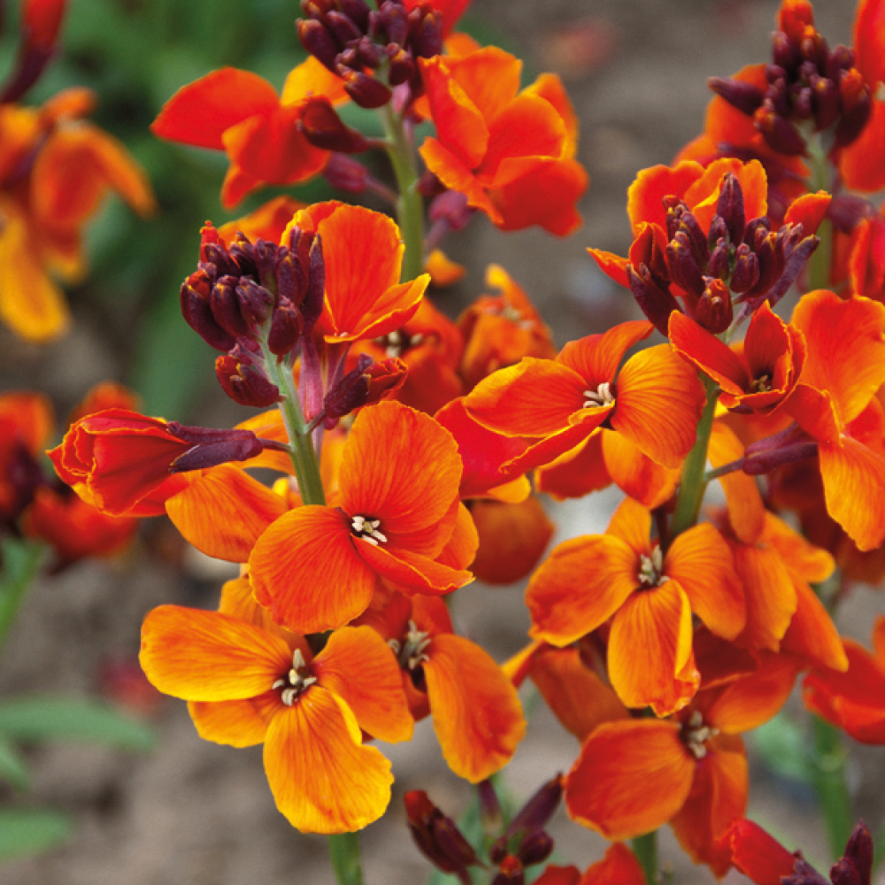 Wallflower 'Fire King'