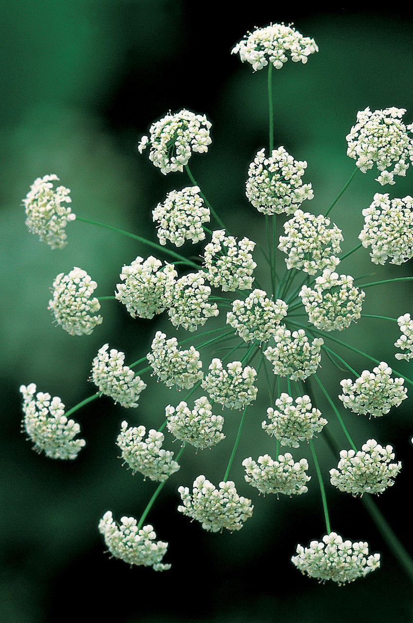 Flowers for a White Garden Seed Gift Box Collection
