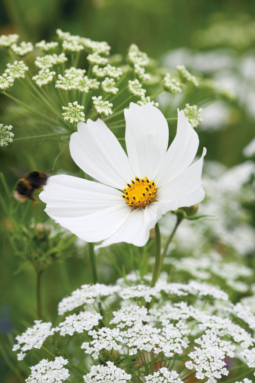 Flowers for a White Garden Seed Gift Box Collection