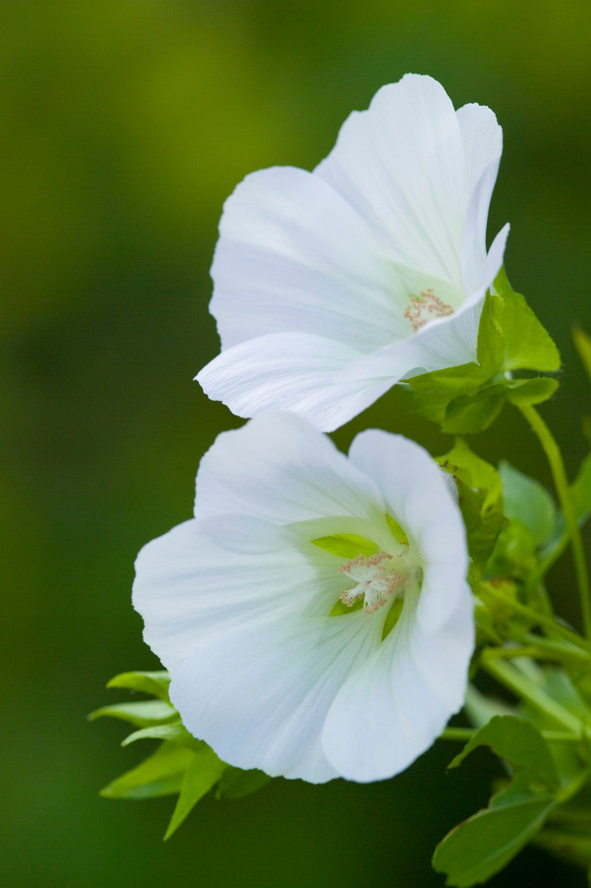 Flowers for a White Garden Seed Gift Box Collection