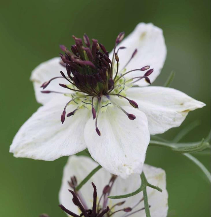 Flowers for a White Garden Seed Gift Box Collection
