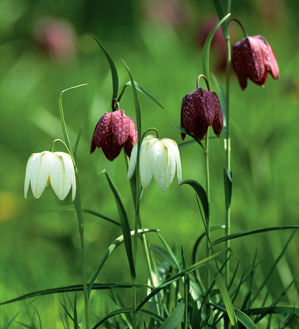 Fritillaria meleagris (Plum & White mix)