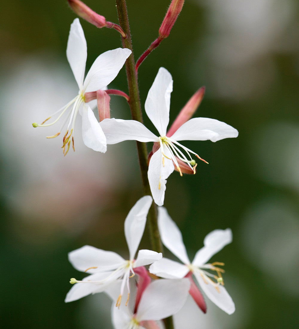 Gaura lindheimeri 'The Bride' (syn. Oenothera)