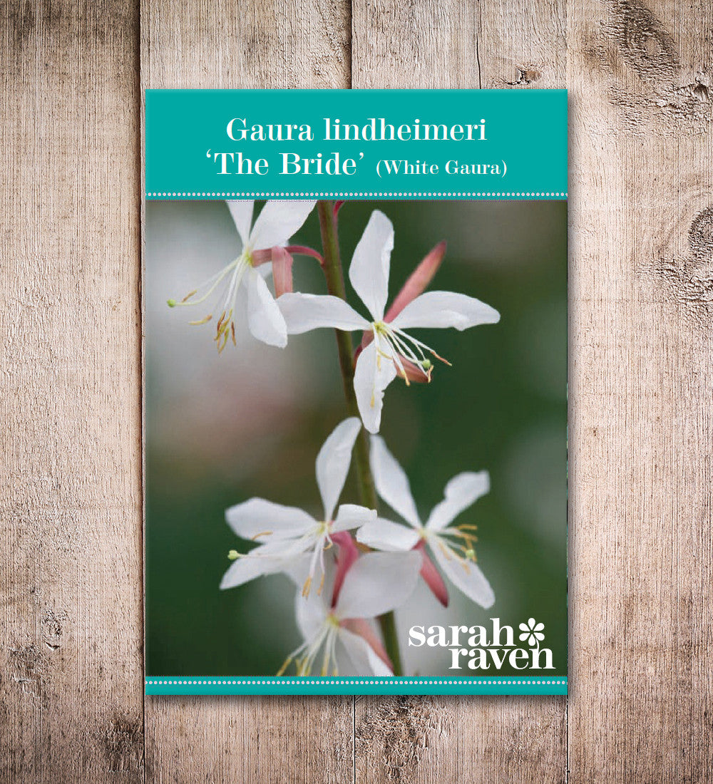 Gaura lindheimeri 'The Bride' (syn. Oenothera)