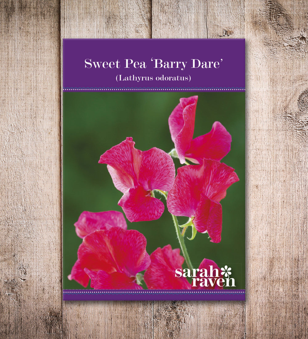 Sweet Pea 'Barry Dare'