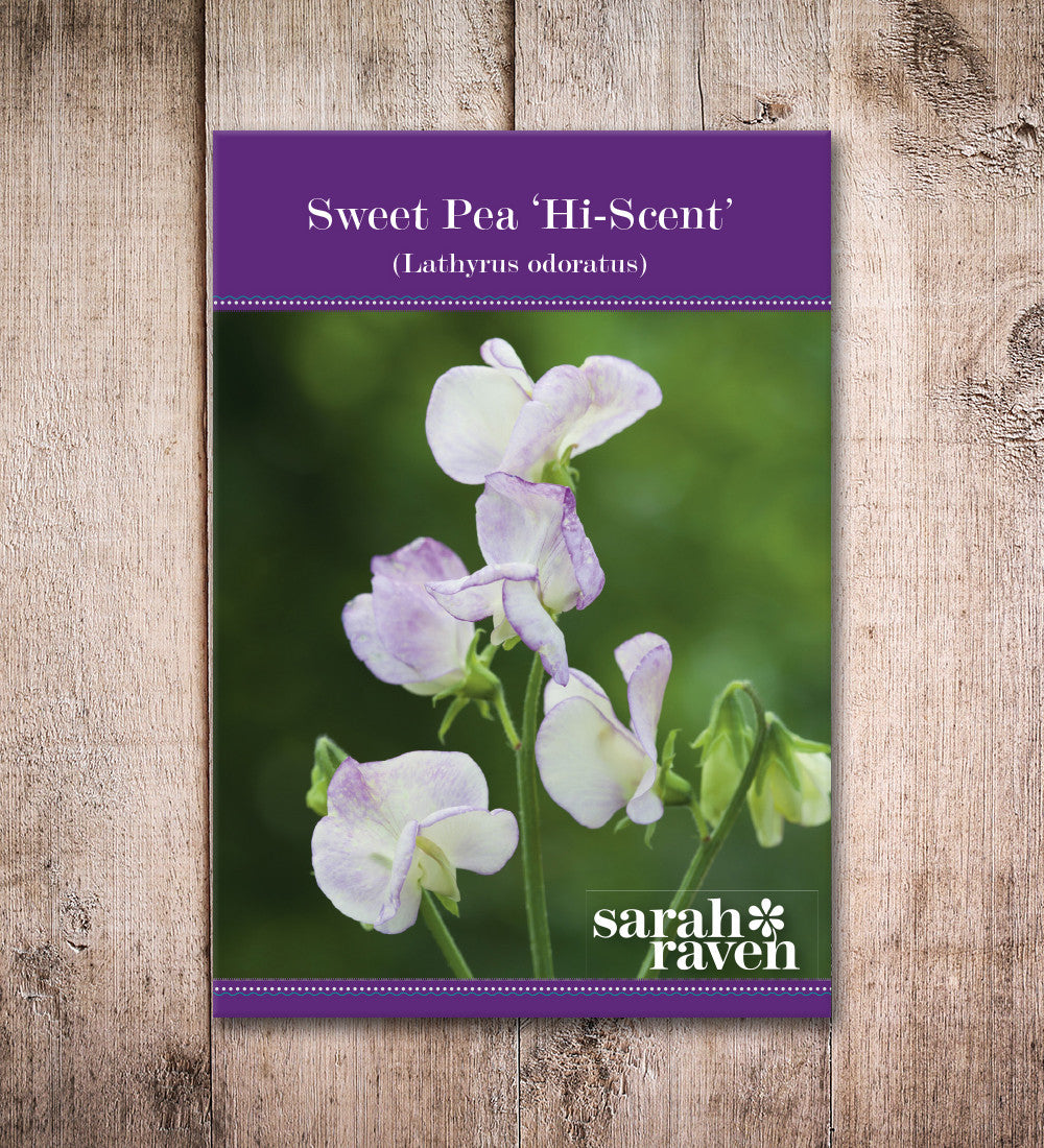 Sweet Pea 'High Scent'