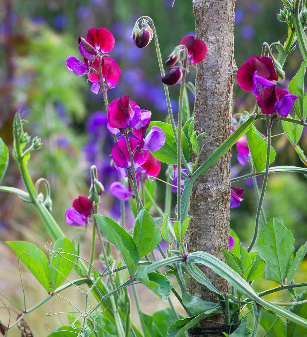 Sweet Pea 'Matucana'