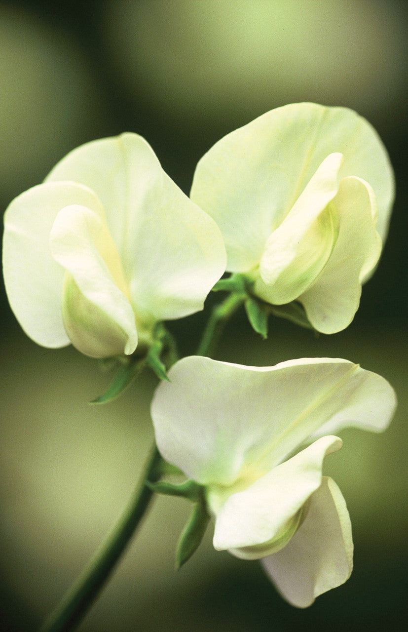 Sweet Pea 'Mrs Collier'