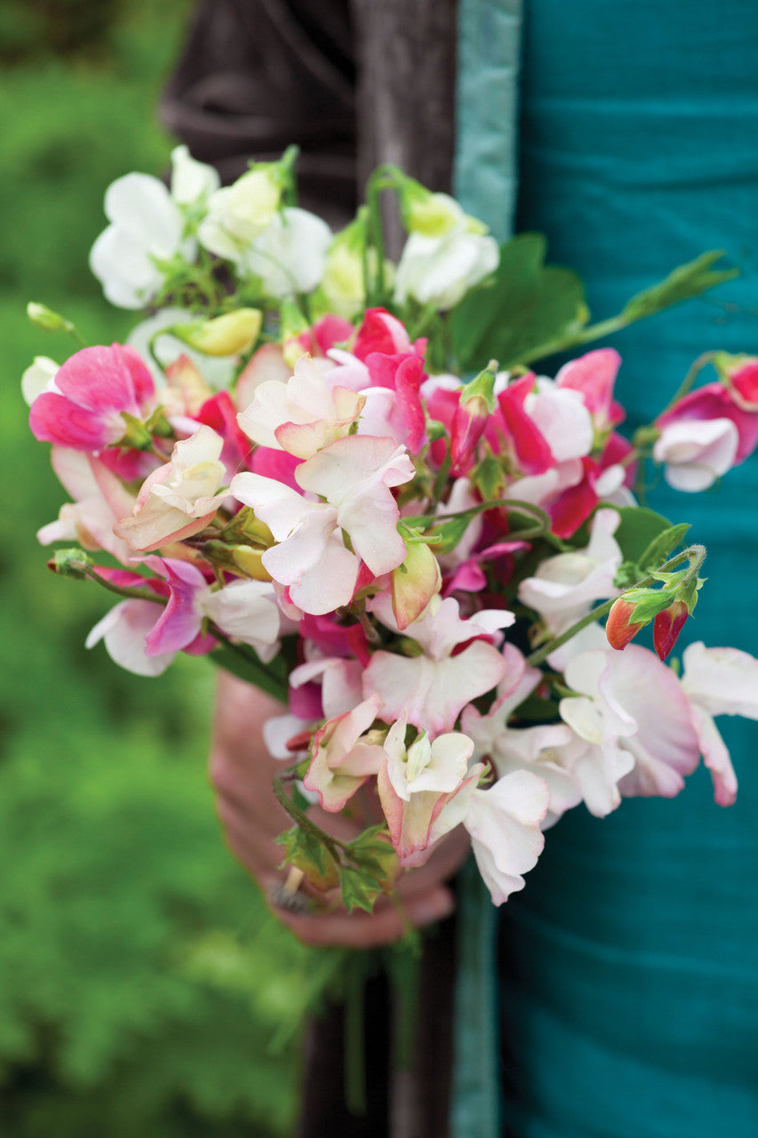Sweet Pea 'Mrs Collier'
