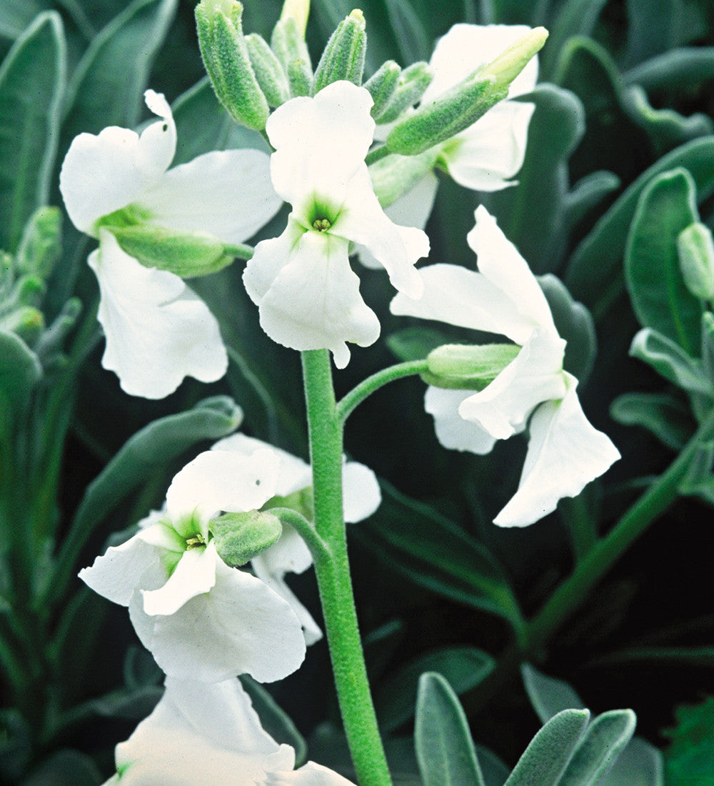 Matthiola incana 'Pillow Talk'