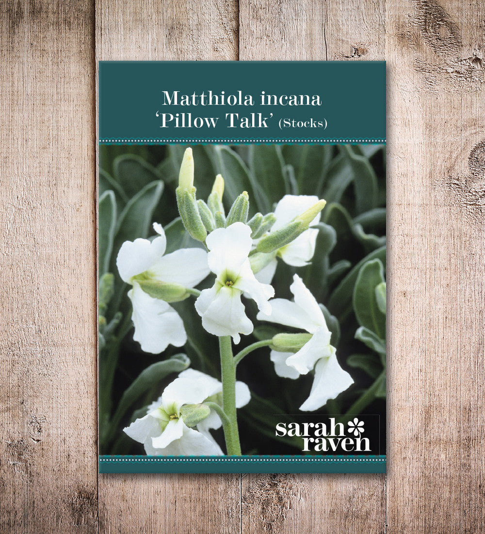 Matthiola incana 'Pillow Talk'