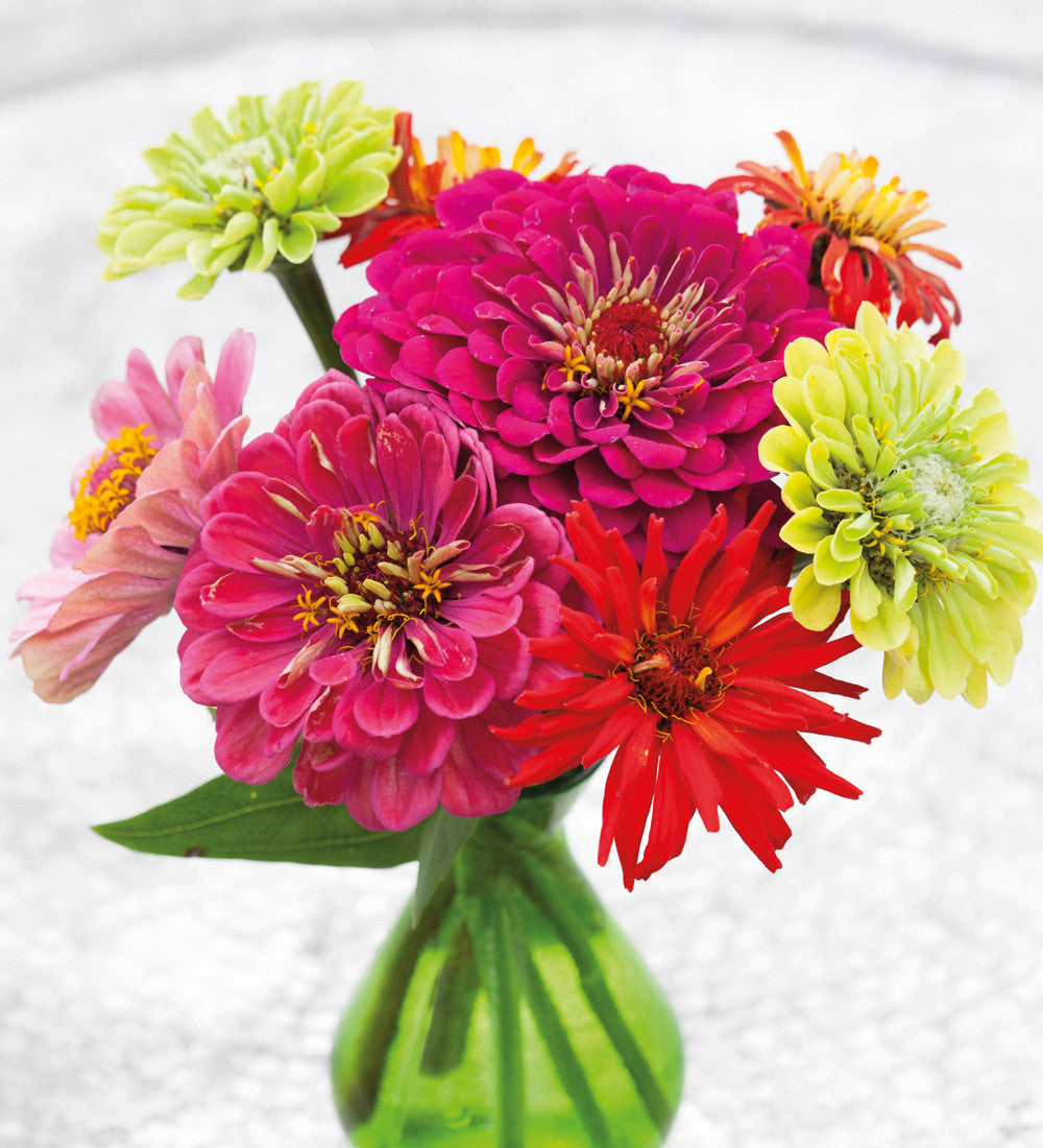 Zinnia elegans 'Giant Dahlia Mix'
