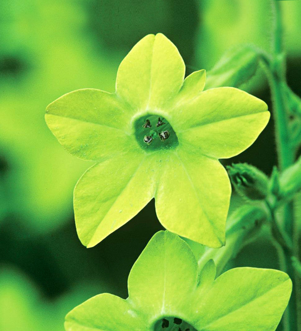 Nicotiana alata 'Lime Green'