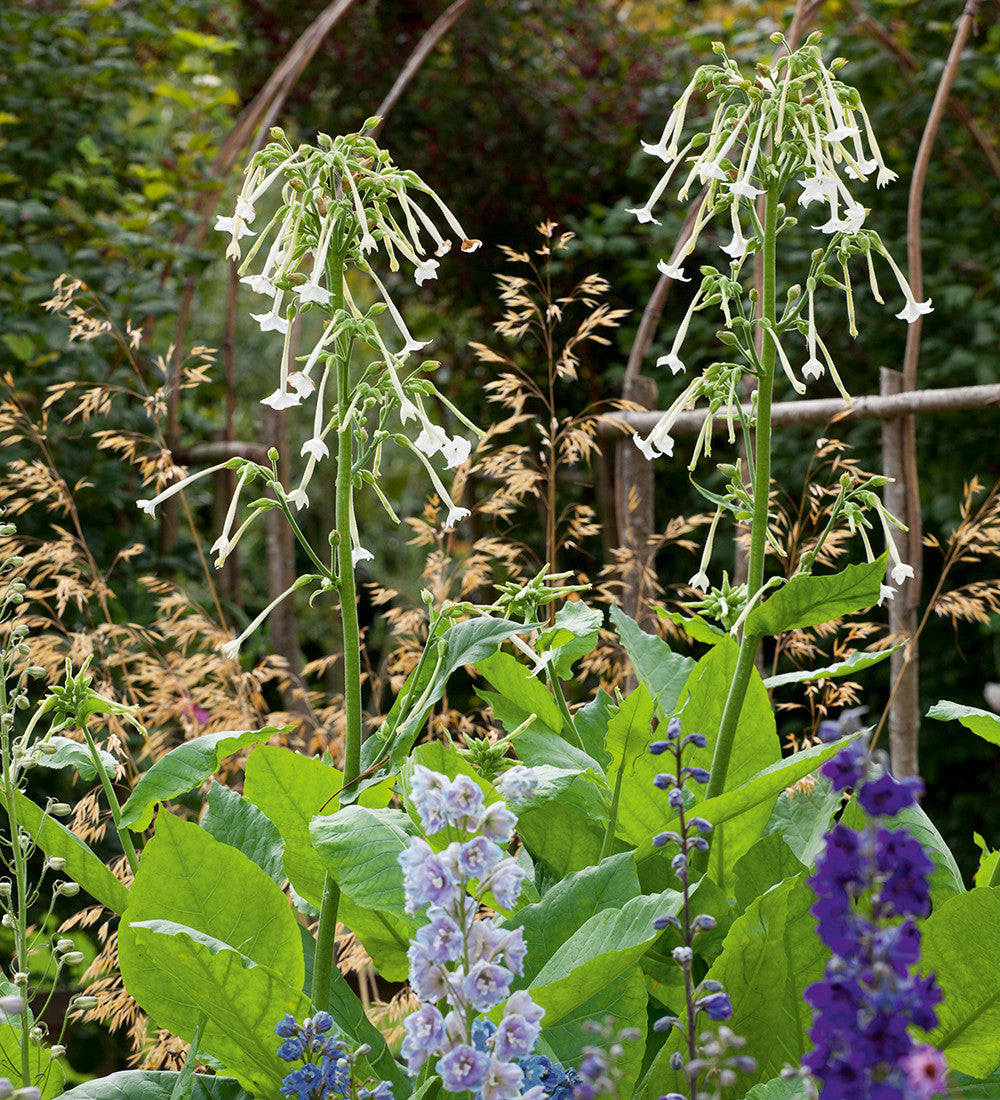 Nicotiana sylvestris 'Only the Lonely'