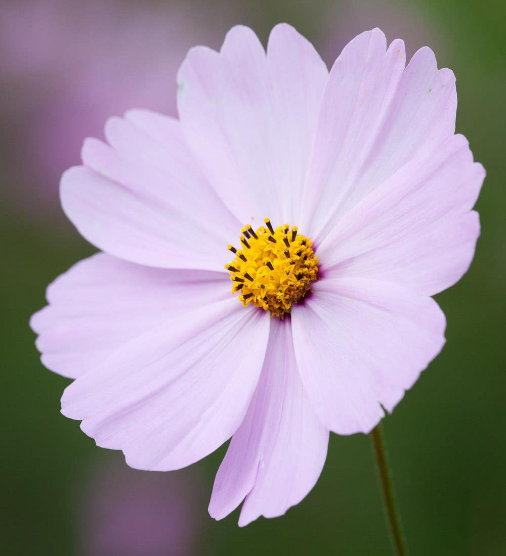 Pale Cosmos Collection/Mix