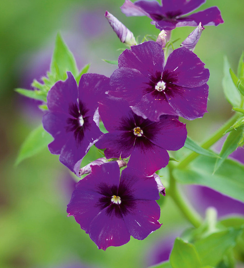Phlox drummondii '21st Century Blue' F1