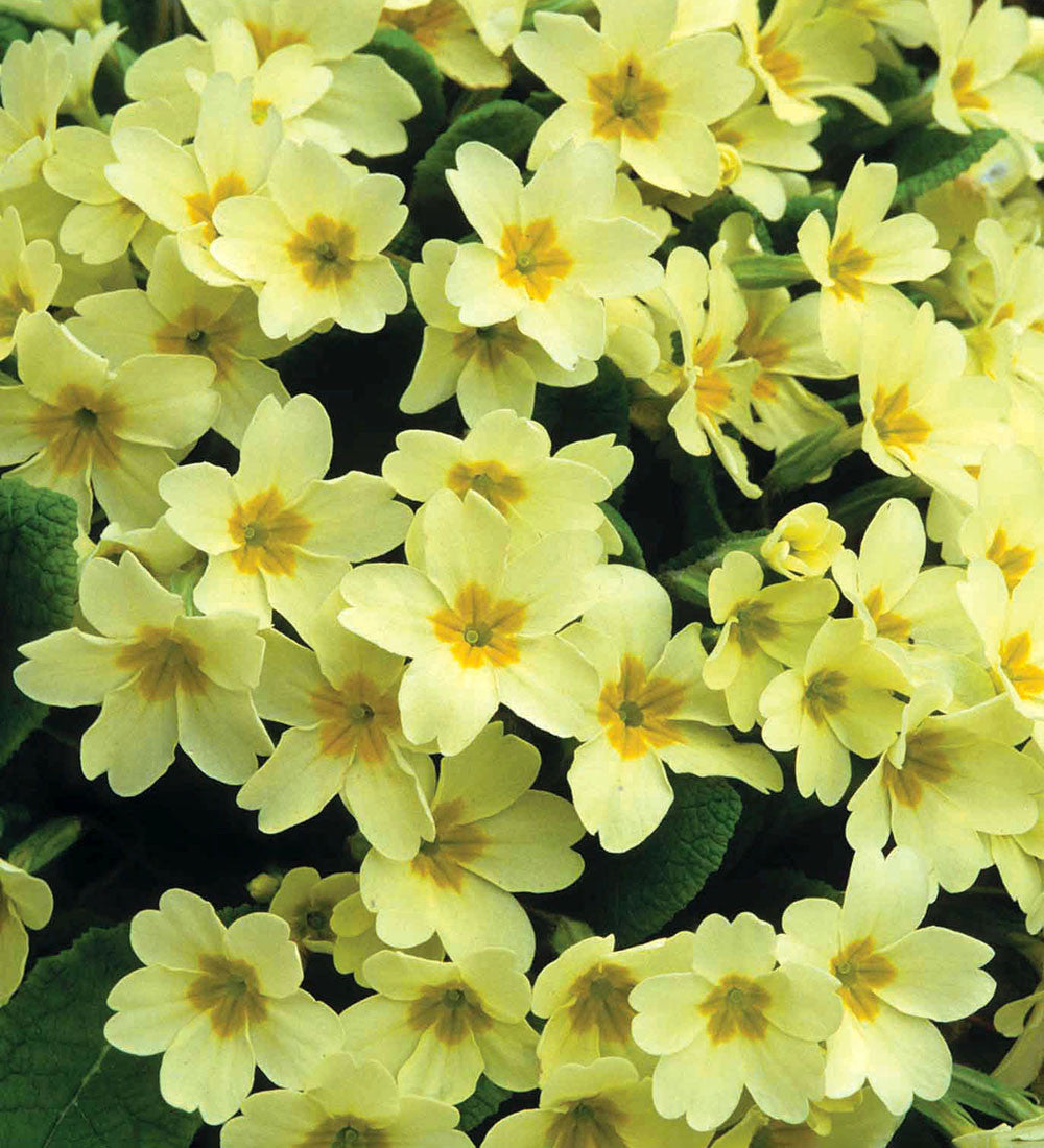 Primrose (Primula vulgaris)