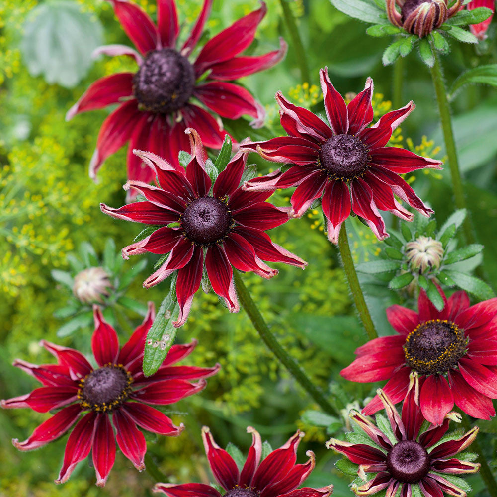 Rudbeckia hirta 'Cherry Brandy'