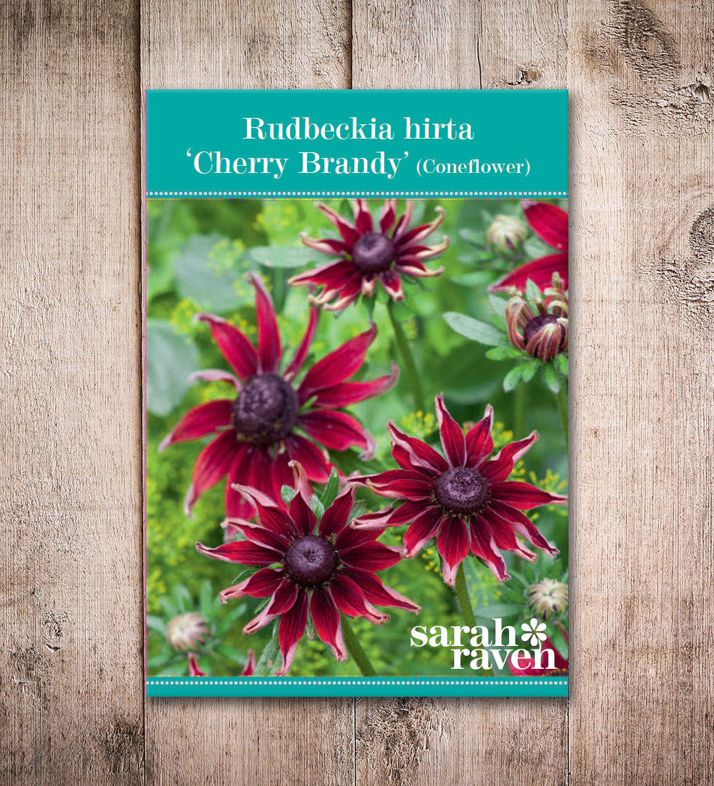 Rudbeckia hirta 'Cherry Brandy'