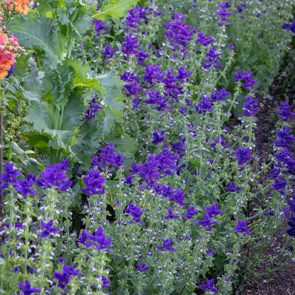Salvia viridis 'Blue Monday'