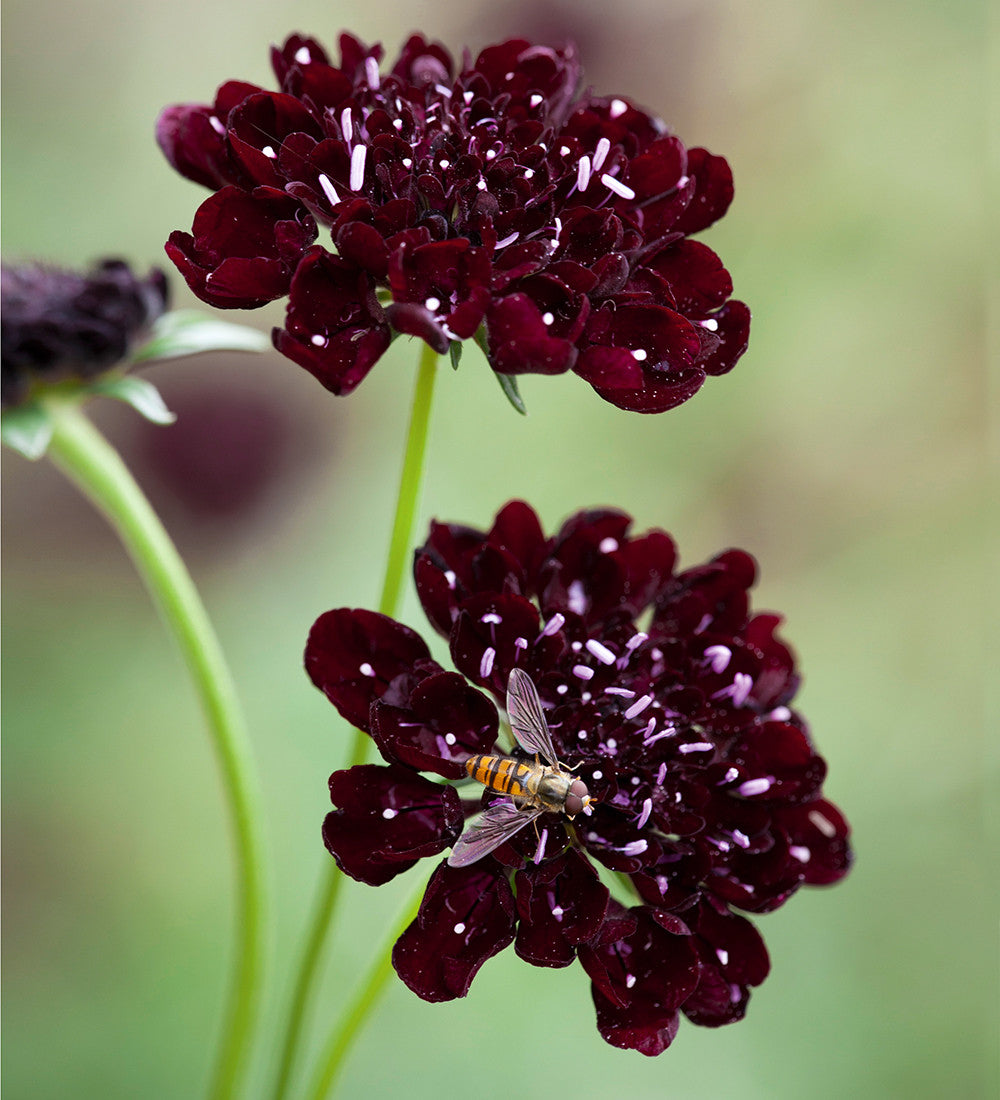 Scabiosa atropurpurea 'Black Cat'